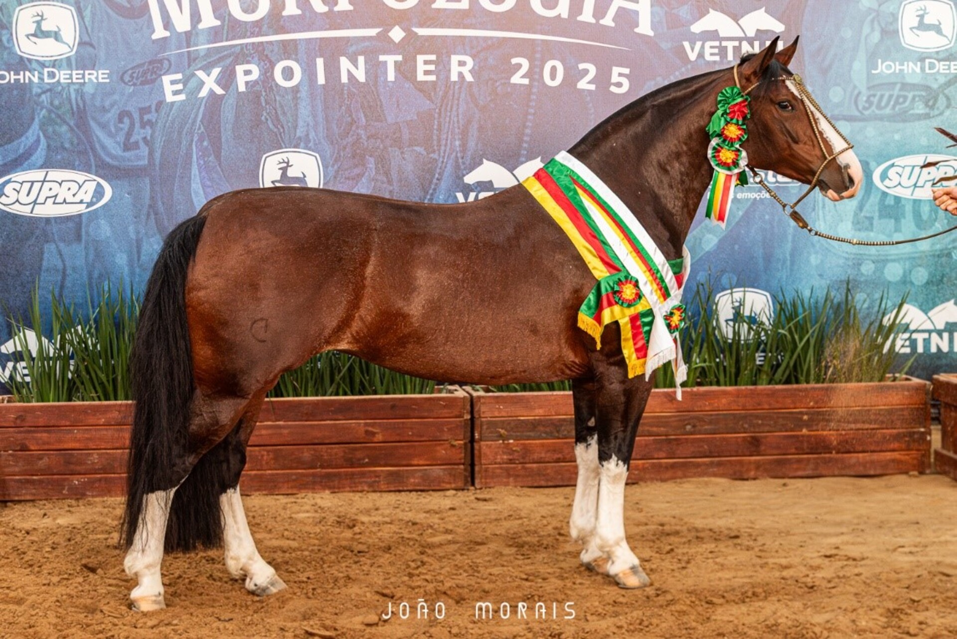 61.1 - Belle Reserva, Melhor Exemplar da Raça, Grande Campeã e Campeã Égua Maior