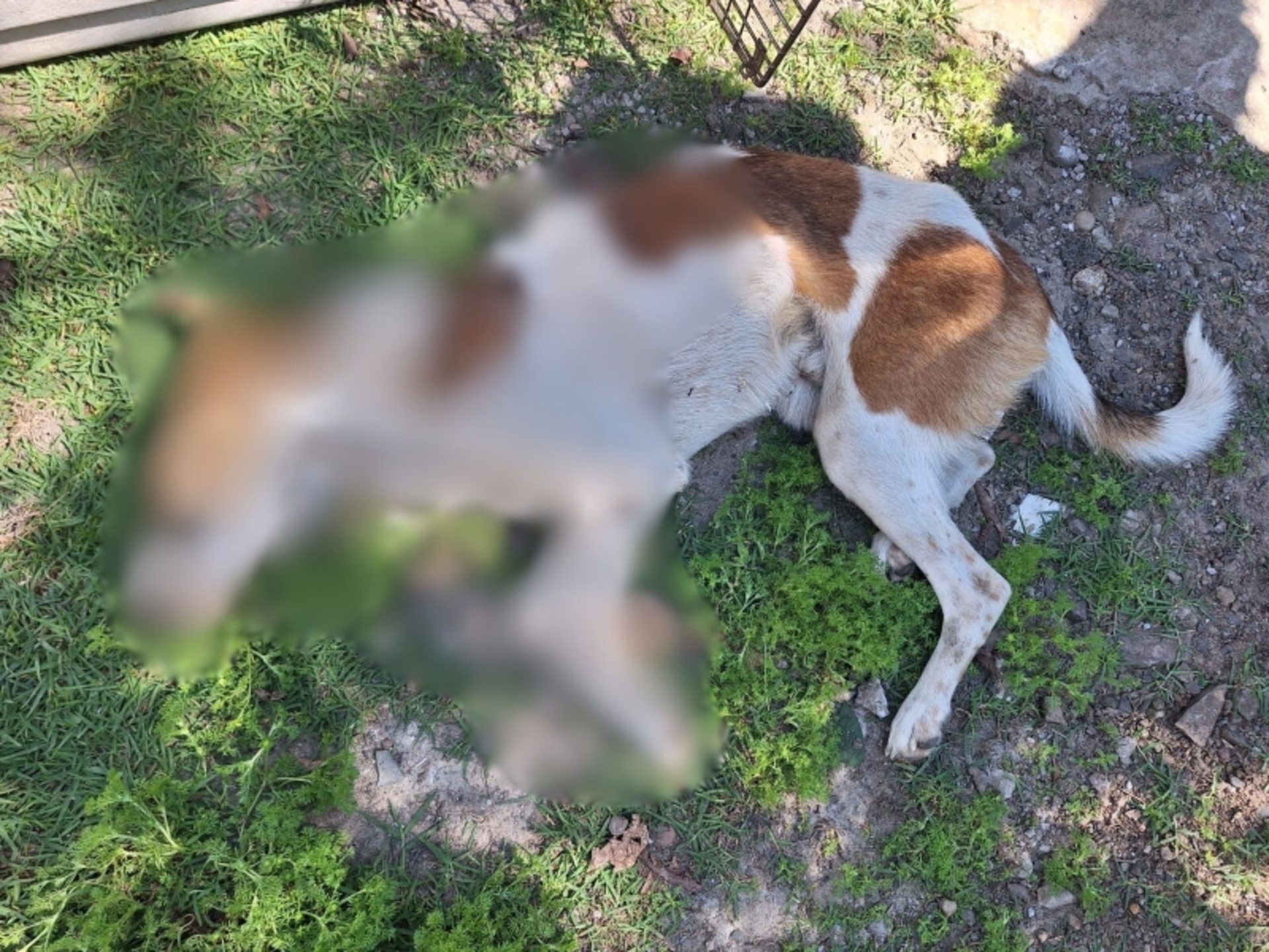 Animal foi resgatado pela Guarda e a equipe da Semas, mas não resistiu aos ferimentos