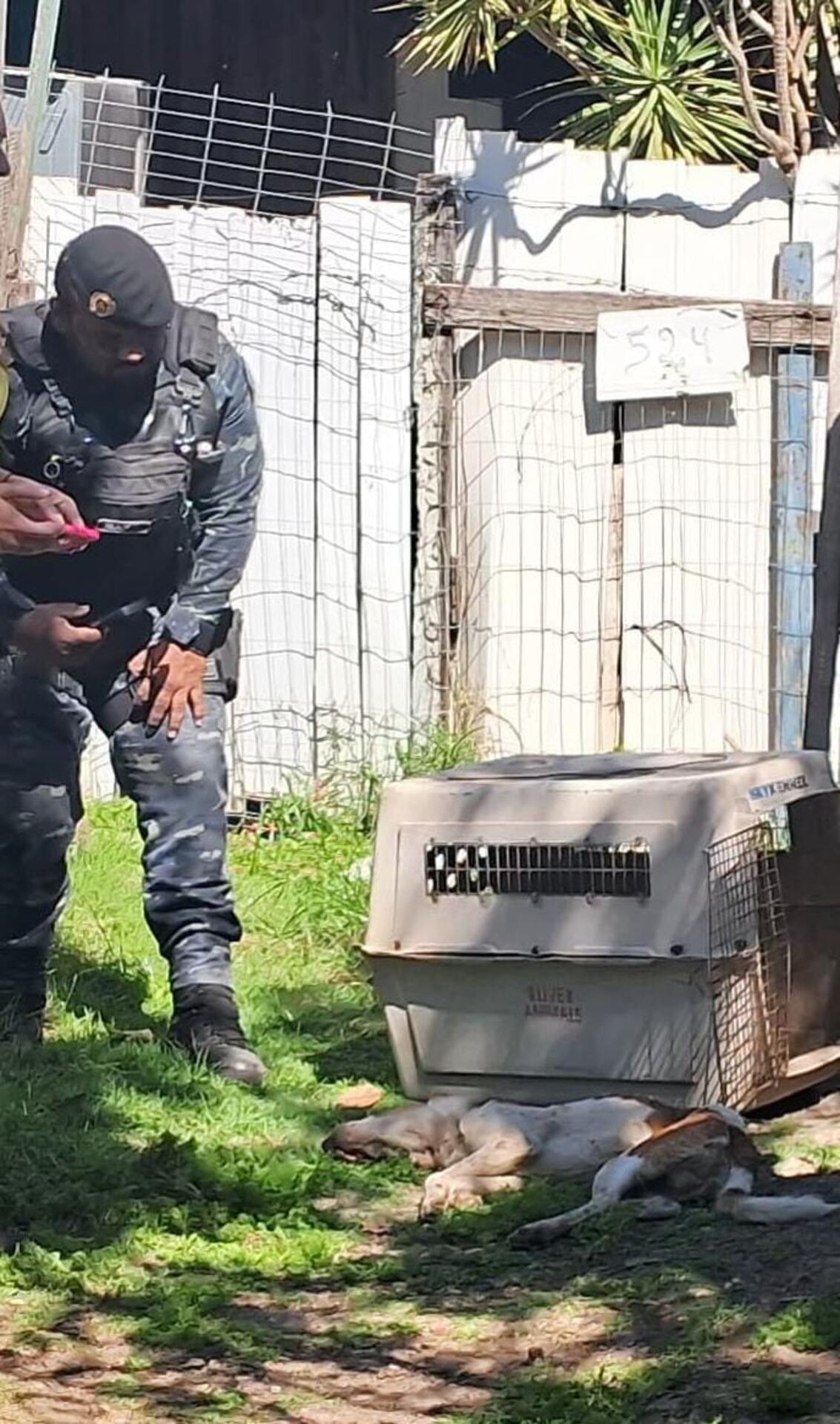 Animal foi resgatado pela Guarda e a equipe da Semas, mas não resistiu aos ferimentos. 