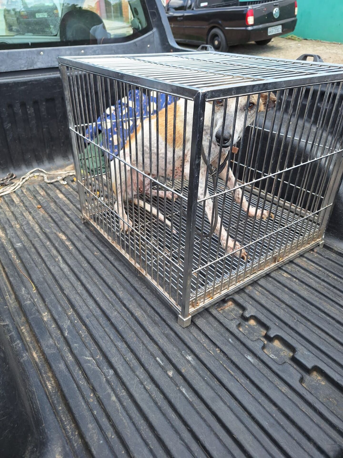 Cão resgatado em situação de negligência recebe atendimento veterinário e segue em observação no Abrigo Municipal.