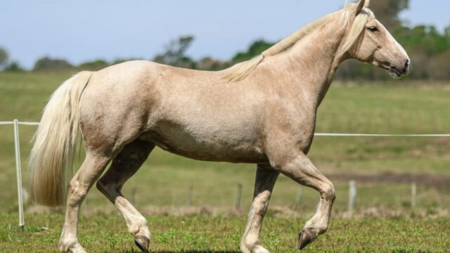 Cavalos domados para lida de campo ganham espaço em remate